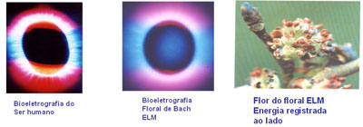 Casu&iacute;stica
